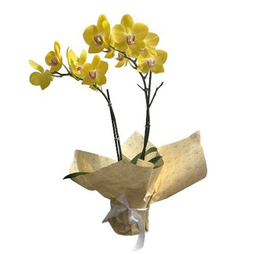 Orquídea Phalaenopsis Plantada Amarela
