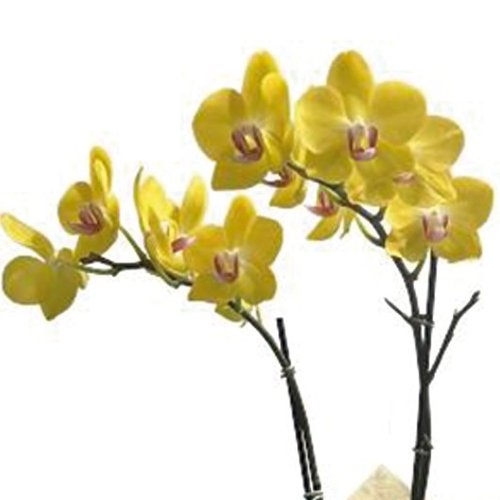 Orquídea Phalaenopsis Plantada Amarela