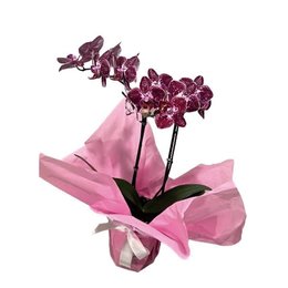 Imagem de Orquídea Phalaenopsis Mesclada Plantada 