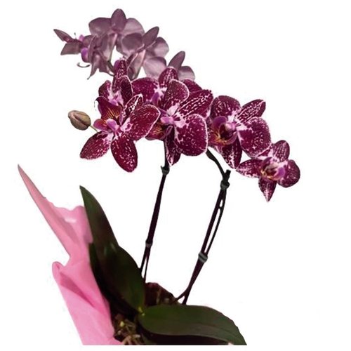 Orquídea Phalaenopsis Mesclada Plantada 