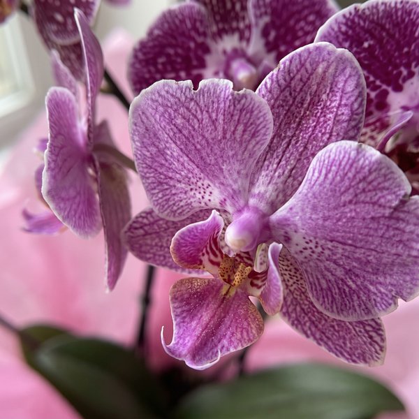 Orquídea Phalaenopsis Mesclada Plantada 