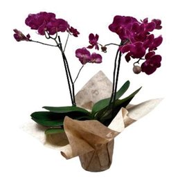 Imagem de Orquídea Phalaenopsis Plantada Pink 