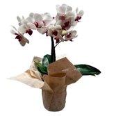 Orquídea Phalaenopsis Branca com Pink Plantada