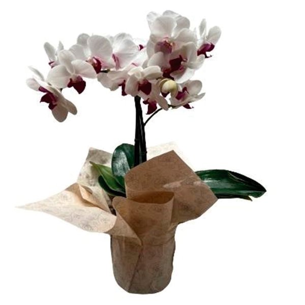 Orquídea Phalaenopsis Branca com Pink Plantada 