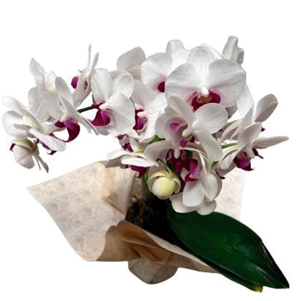 Orquídea Phalaenopsis Branca com Pink Plantada 