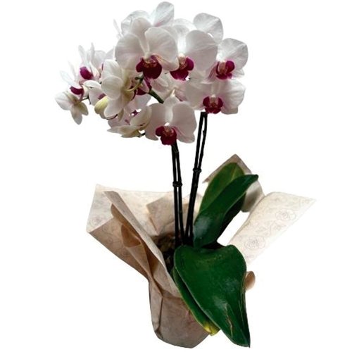 Orquídea Phalaenopsis Branca com Pink Plantada 