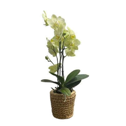 Orquídea Exotic Cachepô de Fio de Malha
