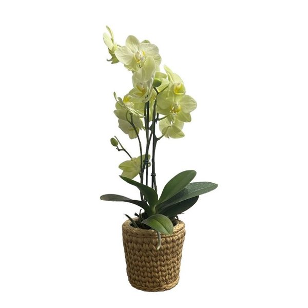 Orquídea Exotic Cachepô de Fio de Malha