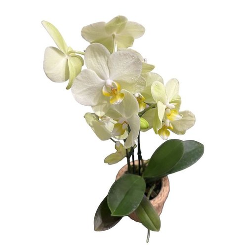 Orquídea Exotic Cachepô de Fio de Malha
