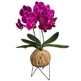 Imagem de Arranjo de Orquídea Pink Plantada no Kokedama  