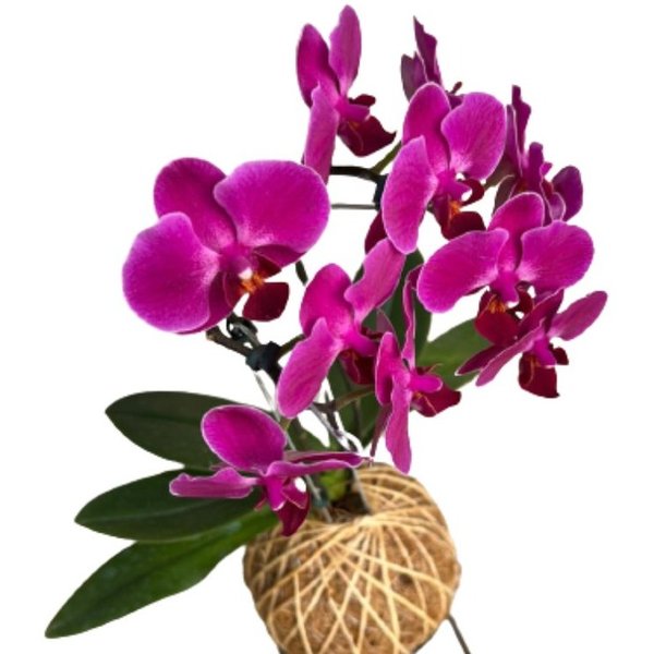 Arranjo de Orquídea Pink Plantada no Kokedama  