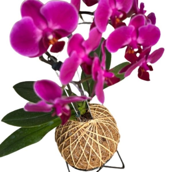 Arranjo de Orquídea Pink Plantada no Kokedama  