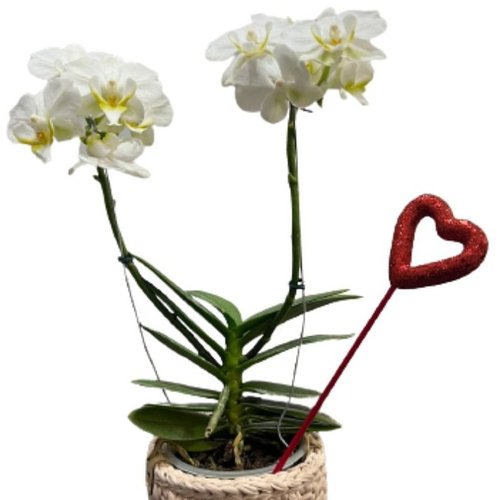 Orquídea Branca Plantada com Cachepô de Fio de Malha