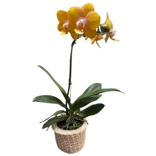 Orquídea Amarela  Plantada com Cachepô de Fio de Malha