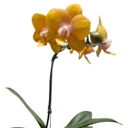 Orquídea Amarela  Plantada com Cachepô de Fio de Malha