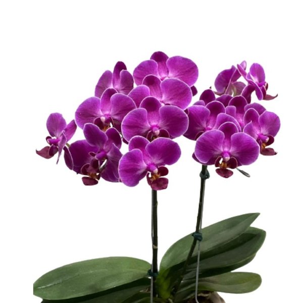 Orquídea Lilás Plantada com Cachepô de Fio de Malha