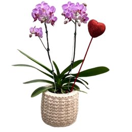 Imagem de Orquídea Lilás Plantada com Cachepô de Fio de Malha 