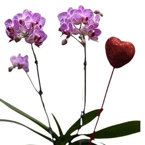 Orquídea Lilás Plantada com Cachepô de Fio de Malha 