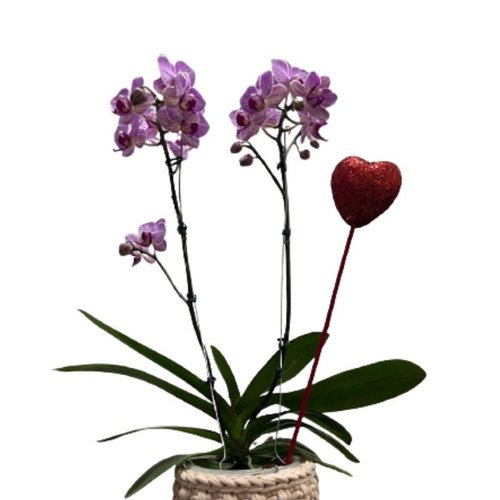 Orquídea Lilás Plantada com Cachepô de Fio de Malha 