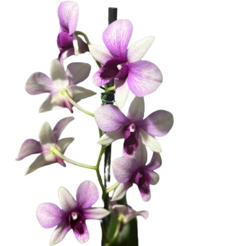 Cesto de Arranjo com Orquídea Denphal e vela Aromática