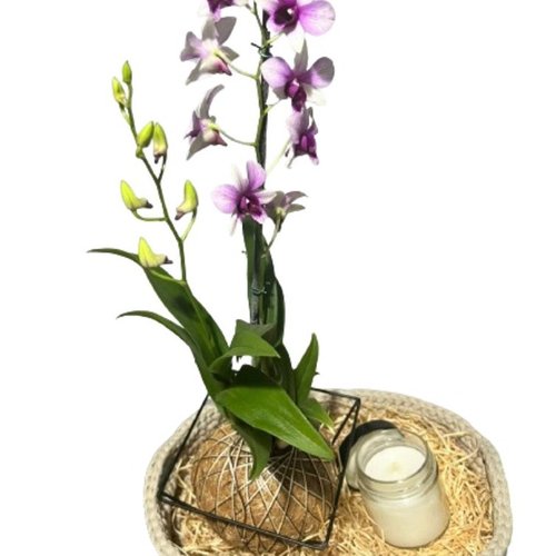 Cesto de Arranjo com Orquídea Denphal e vela Aromática