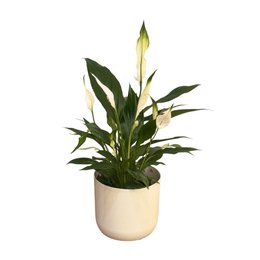 Imagem de Lirio da Paz Plantado com Cachepo 