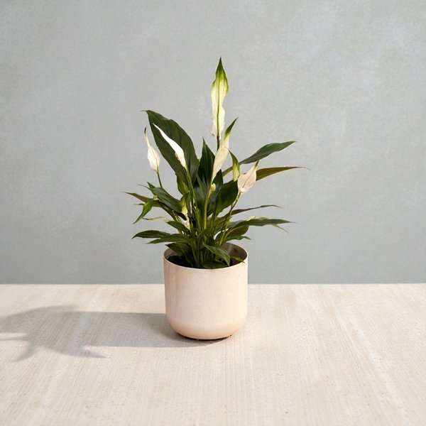 Lirio da Paz Plantado com Cachepo 