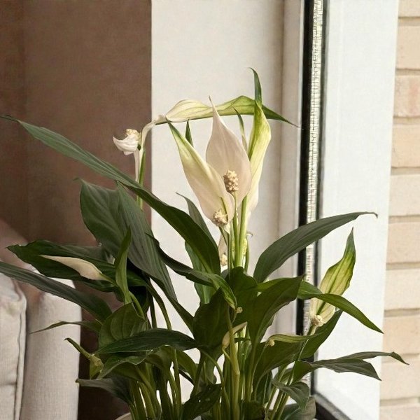 Lirio da Paz Plantado com Cachepo 