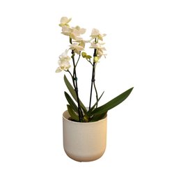 Imagem de Orquieda Branca Plantada no Cachepo