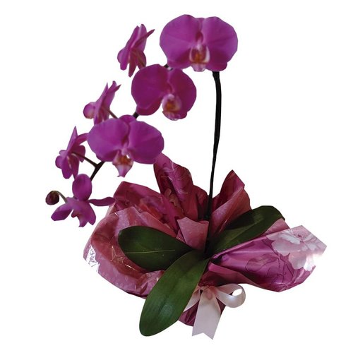 Orquídea Decorada para Presente | Giuliana Flores