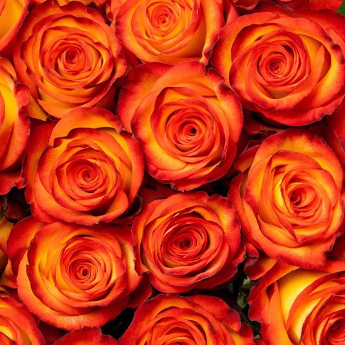 100 Botões de Rosas High Magic 70 cm