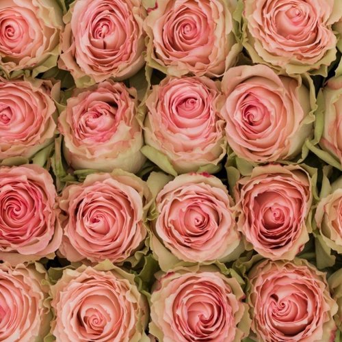 100 Botões de Rosas Esperance 60 cm
