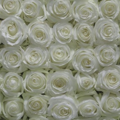 100 Botões de Rosas Proud 60 cm