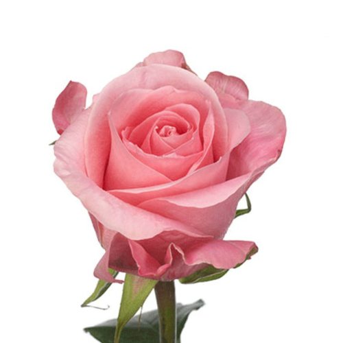 100 Botões de Rosas High Bonita 70 cm