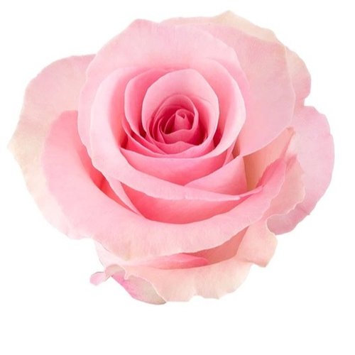 100 Botões de Rosas High Bonita 60 cm