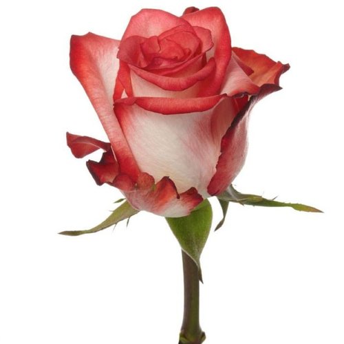 100 Botões de Rosas Blush 70 cm