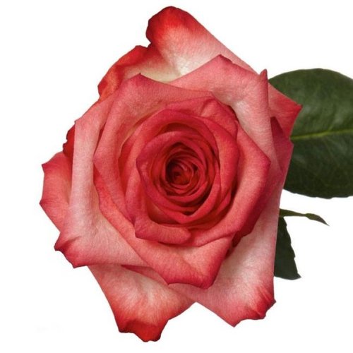 100 Botões de Rosas Blush 60 cm
