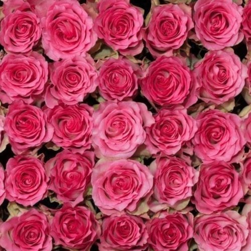 100 Botões de Rosas Malibu 50 cm