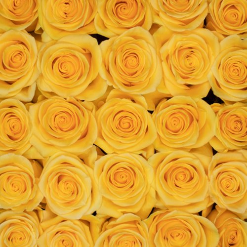 100 Botões de Rosas Latina 70 cm