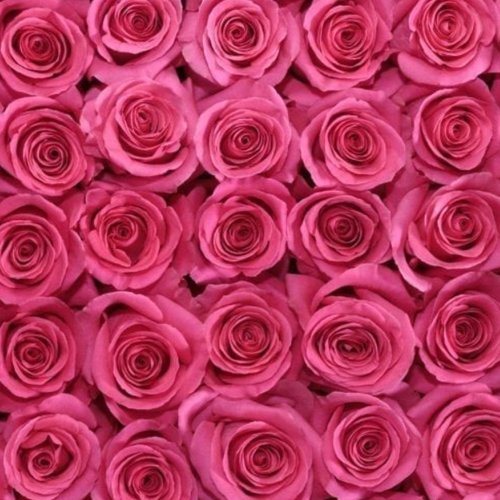 100 Botões de Rosas Pink Floyd 60 cm