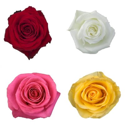100 Botões de Rosas Colombianas - kit 3