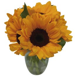 Imagem de Arranjo de Girassol no Vaso com Água