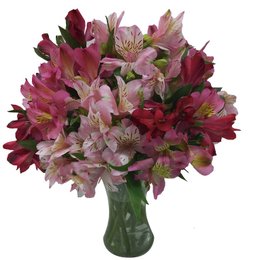 Imagem de Arranjo de Mix de Astromélias