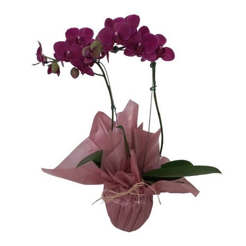 Orquídea Phalaenopsis Violeta | Giuliana Flores