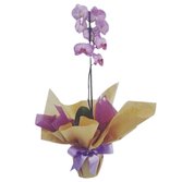Vaso com Orquídea Lilás