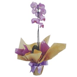 Imagem de Vaso com Orquídea Lilás
