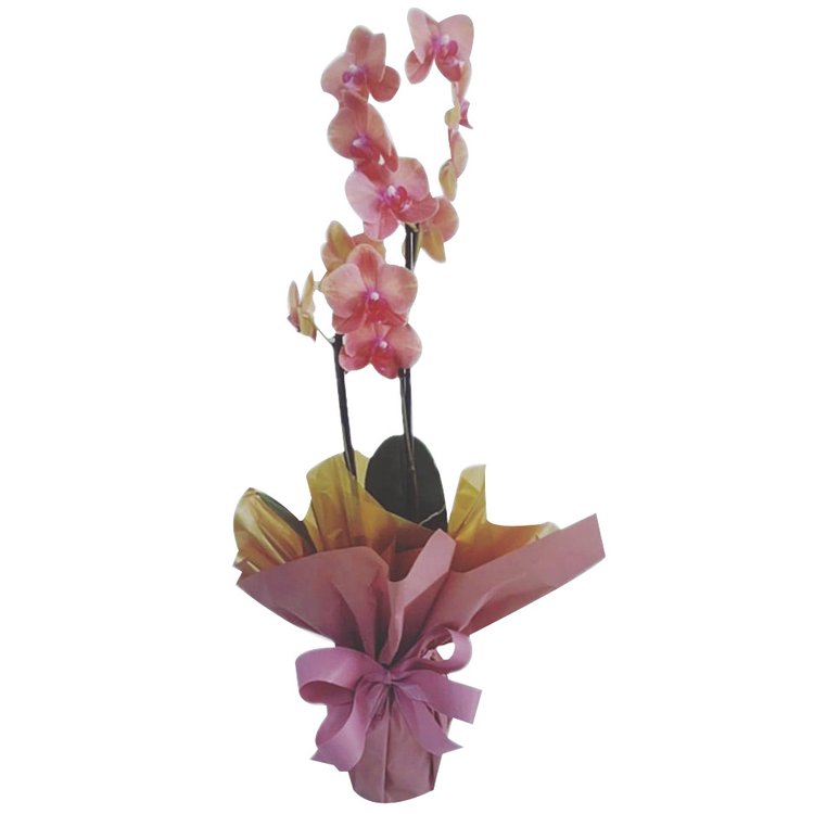 Vaso com Orquídea Colorida | Giuliana Flores