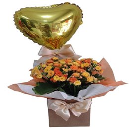 Imagem de Calandiva Plantada