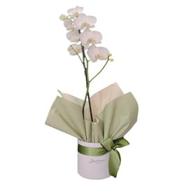 Imagem de   Orquídea White