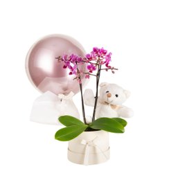 Imagem de Cesta de Presente Orquídea e Ursinho com Balão